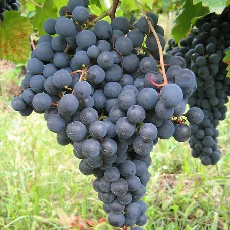 Agriturismo Ronco Delle Rose Farma *